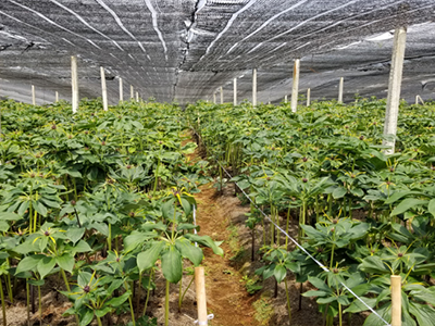 種植基地二