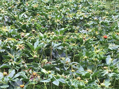 種植基地三