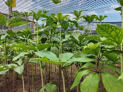 種植基地五